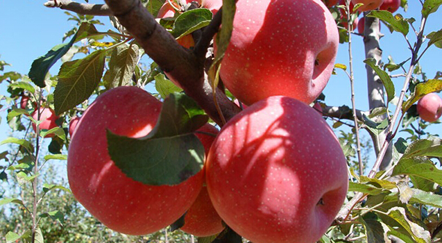 蘋果冷藏庫，蘋果預冷